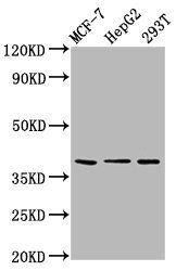 POU5F1B Antibody