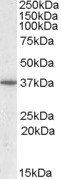 PPP2R4/PP2A Antibody