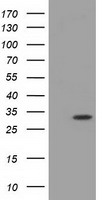 PPP5C Antibody