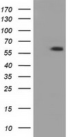 PPP5C Antibody