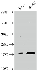 PPIA Antibody