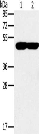 PPOX Antibody