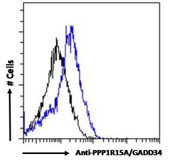 Goat anti-PPP1R15A / GADD34 Antibody