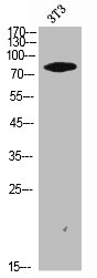 PPP1R15B Antibody