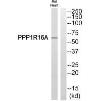 PPP1R16A Antibody