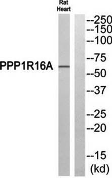 PPP1R16A Antibody