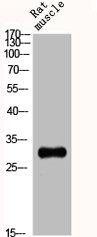 PPP1R1B Antibody
