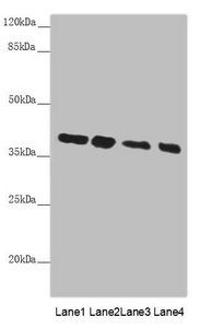 PPP1R8 Antibody