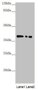 PPP1R8 Antibody