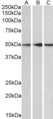 PPP2R5E Antibody