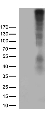 PPP4C Antibody
