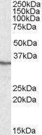 PPP4C Antibody