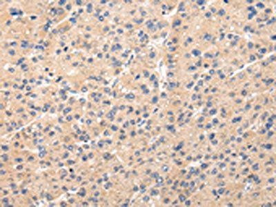 PPP5C Antibody