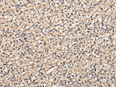 PPP5C Antibody