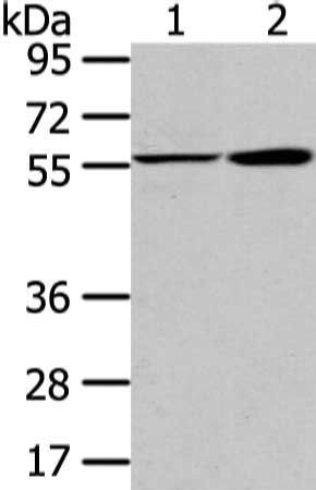 PPP5C Antibody