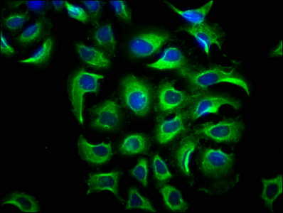 PPP5C Antibody