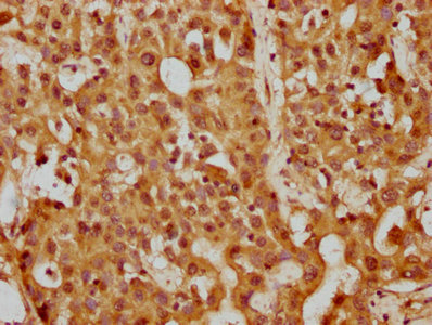PPP5C Antibody