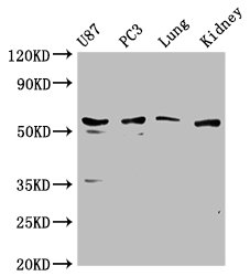 PPP5C Antibody