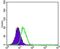 PPY Antibody