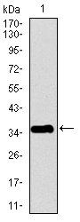 PPY Antibody