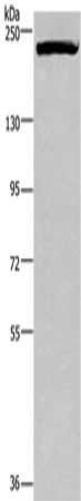PRDM2 Antibody