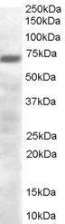 PRDM4/PFM1 Antibody