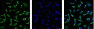 PRDX1 Antibody