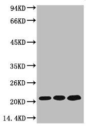 PRDX1 Antibody