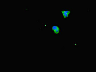 PRDX2 Antibody