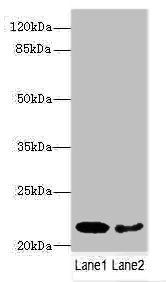 PRDX2 Antibody