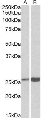 peroxiredoxin 6 (aa170-180) Antibody