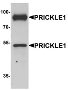 PRICKLE1 Antibody
