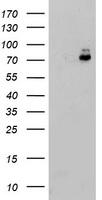 PRKAR1B Antibody