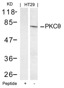 PRKCQ Antibody
