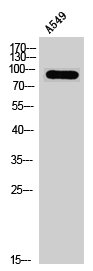 PRKG2 Antibody