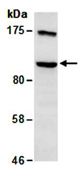 PRMT10 (C) Antibody, Rabbit Polyclonal