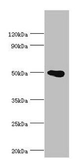 PRMT2 Antibody