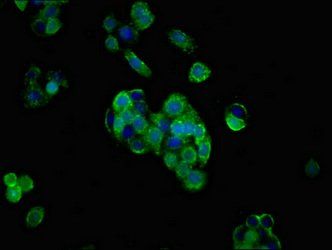 PRNP Antibody