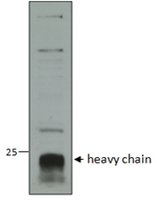 Goat anti-cathepsin C / DPP1 (aa238-252) Antibody