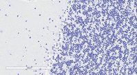 Doublecortin/DCX (aa232-242) Antibody
