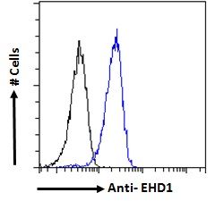 EHD1 Antibody