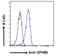 EPHB6 Antibody