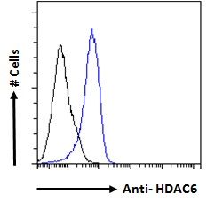 HDAC6 Antibody