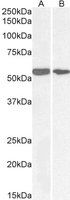 Goat anti-NOX1 Antibody