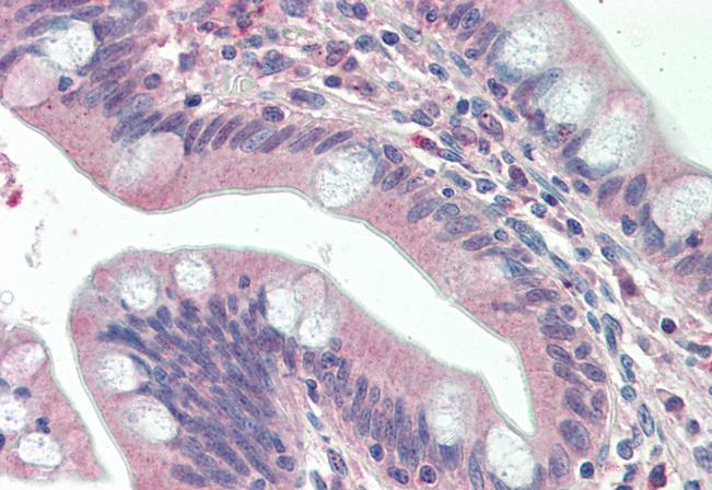 Goat anti-SLAMF8 Antibody