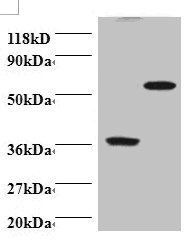 PDCD6 Antibody