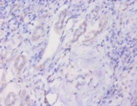 PHB Antibody