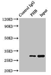 PHB Antibody