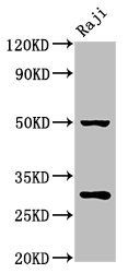 PHB Antibody