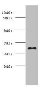 PHB Antibody